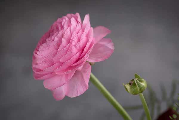 image fleur renoncule